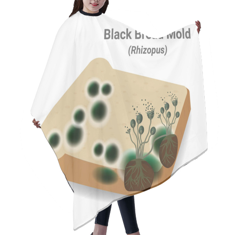 Personality  Close-up Illustration Of Bread Mold, Black Fungus Occur On Bread Plates. Rhizopus Stolonifer (mold) Has A Fiber Structure To Use And Absorb Nutrients From The Host, Causing Bad Smell And Harmful. Vector. Hair Cutting Cape