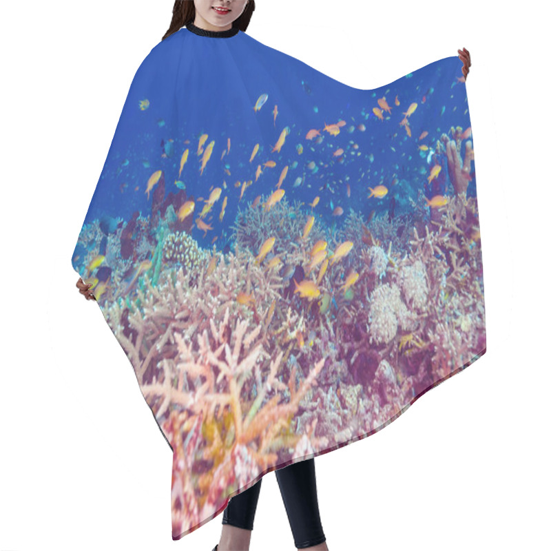 Personality  Underwater Landscape With Hundreds Of Fishes  Hair Cutting Cape