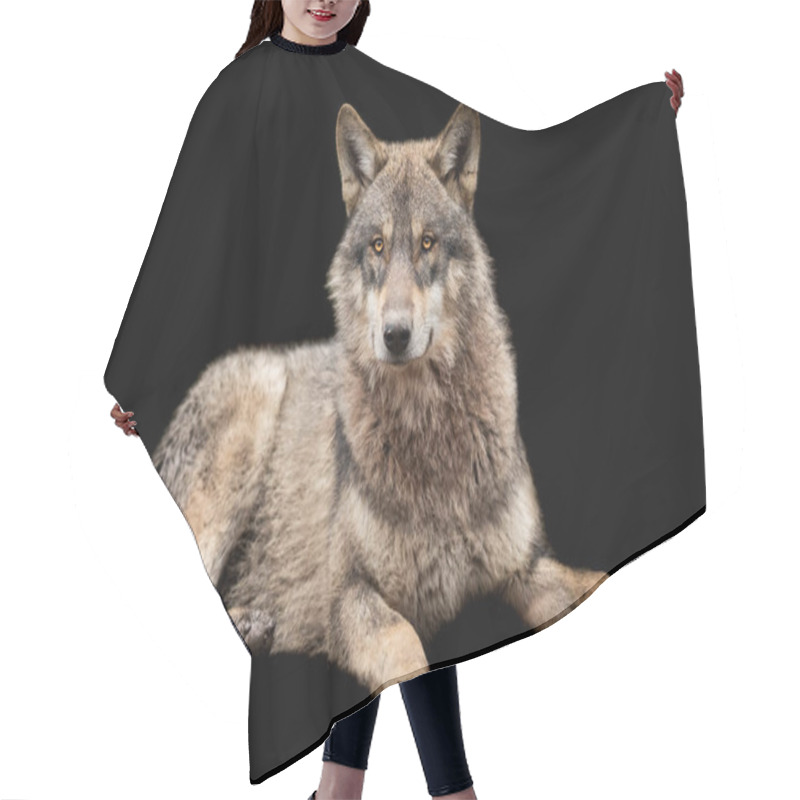 Personality  Grey Wolf With A Black Background Hair Cutting Cape