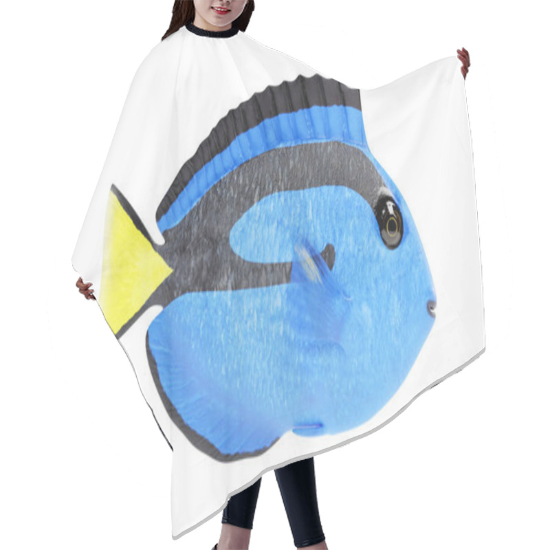 Personality  Realistic 3D Render Of Blue Tang Fish Hair Cutting Cape