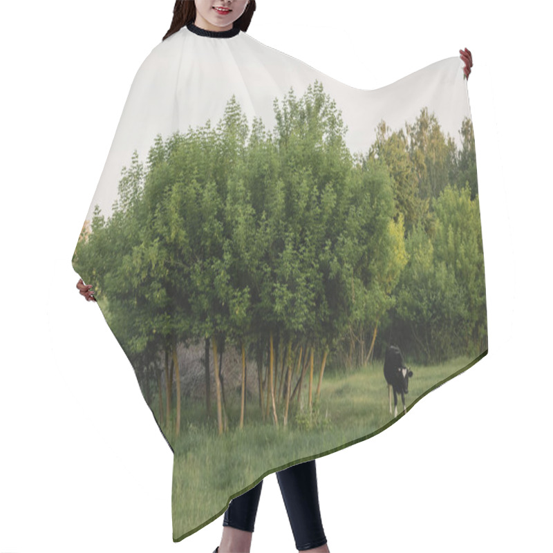 Personality  Black Cow Grazing On Green Lawn Near Trees In Countryside Hair Cutting Cape