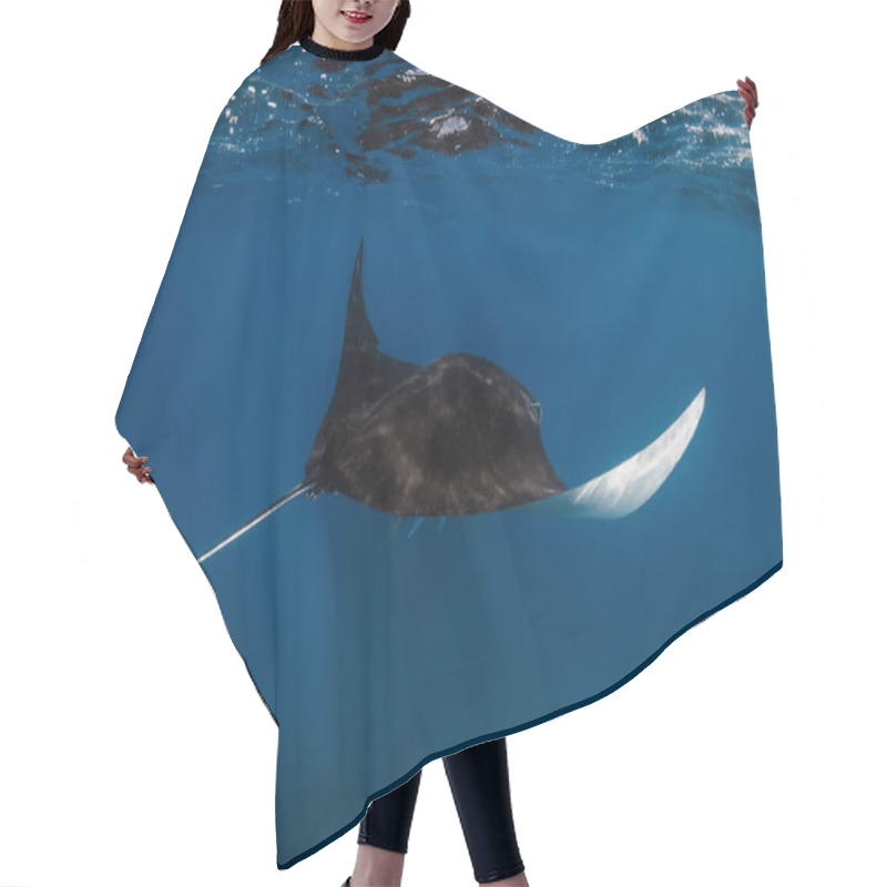 Personality  Giant Manta Ray Fish Glides In Transparent Ocean. Snorkeling With Big Fish In Blue Ocean Hair Cutting Cape