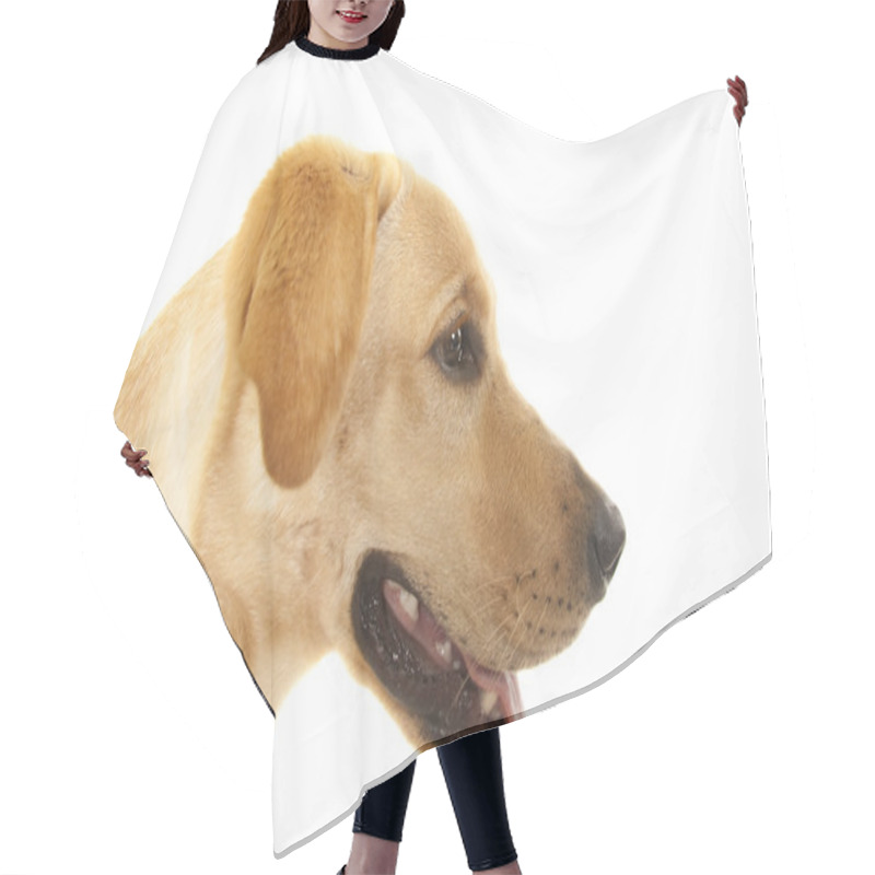 Personality  Golden Retriever Portrait Hair Cutting Cape