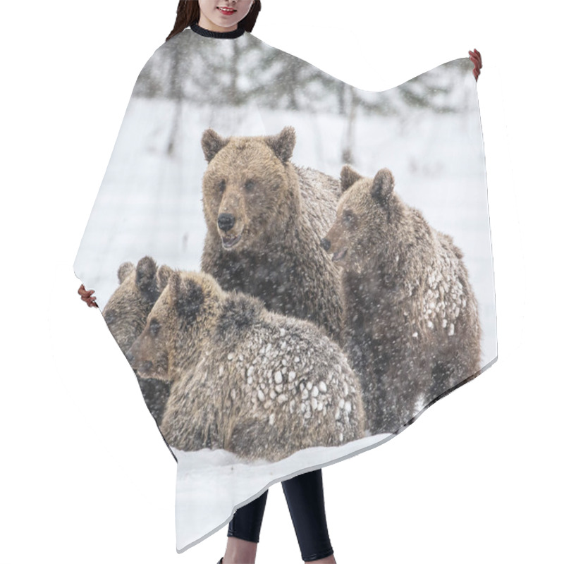 Personality  She-Bear And Bear Cubs On The Snow. Brown Bears  In The Winter Forest. Natural Habitat. Scientific Name: Ursus Arctos Arctos. Hair Cutting Cape