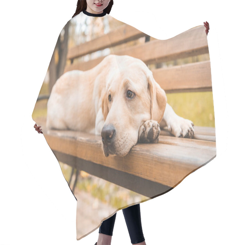 Personality  Upset Dog On Bench Hair Cutting Cape