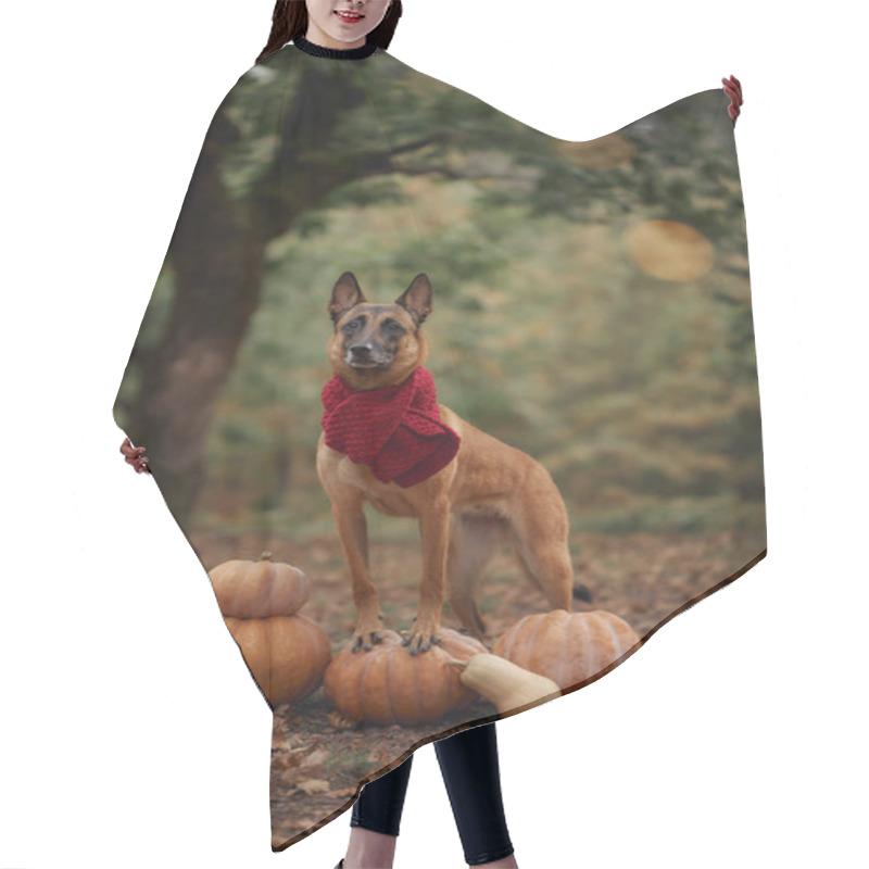 Personality  A Malinois Sits Beside A Display Of Pumpkins In A Forest, Embodying The Autumn Spirit. The Natural Setting And The Pumpkins Emphasize The Seasonal Atmosphere. Hair Cutting Cape