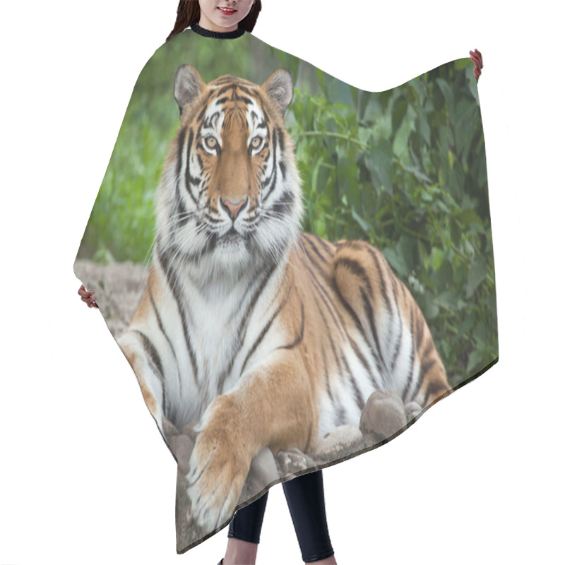 Personality  Siberian Tiger (Panthera Tigris Altaica) Hair Cutting Cape