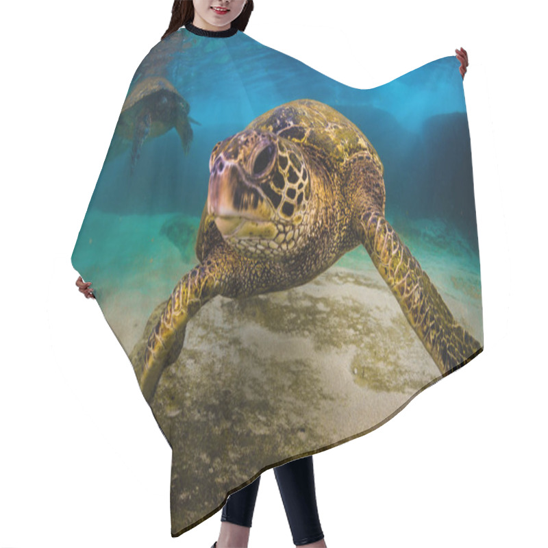 Personality  Hawaiian Green Sea Turtle Cruising In The Warm Waters Of The Pacific Ocean In Hawaii Hair Cutting Cape