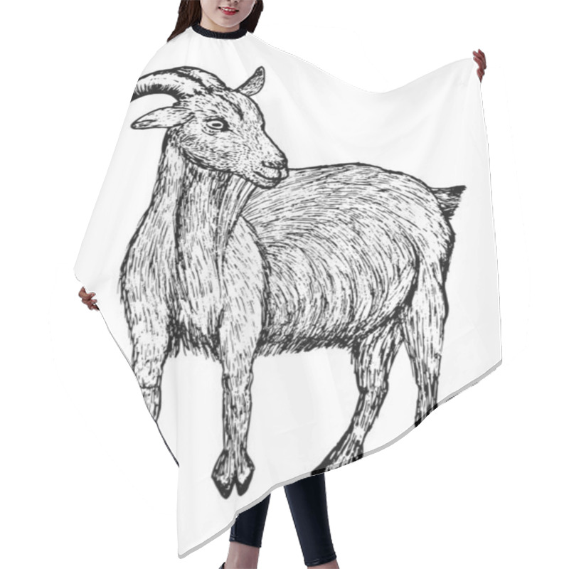 Personality  Goat Black Sketch In Line Style Isolated On White Background Hair Cutting Cape