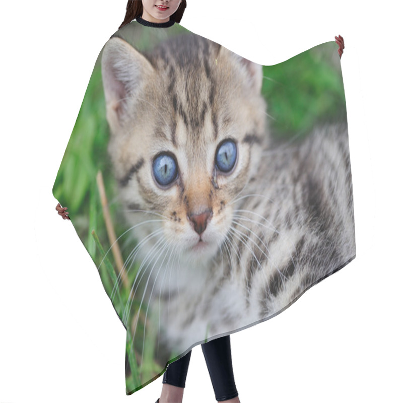 Personality  Lovely Kitty With Blue Eyes In The Child Hands Hair Cutting Cape