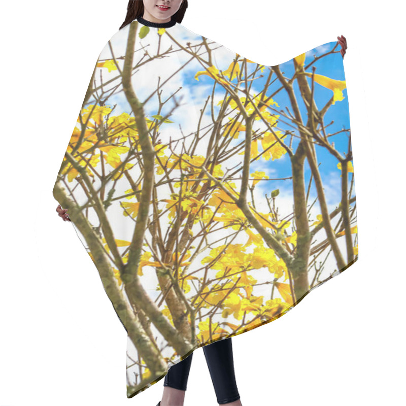 Personality  Vibrant Yellow Flowers On A Tree Branch Against A Blue Sky. Hair Cutting Cape