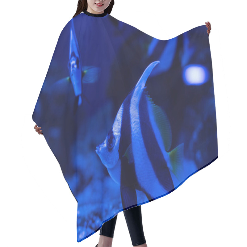 Personality  Striped Fishes Swimming Under Water In Aquarium With Blue Lighting Hair Cutting Cape