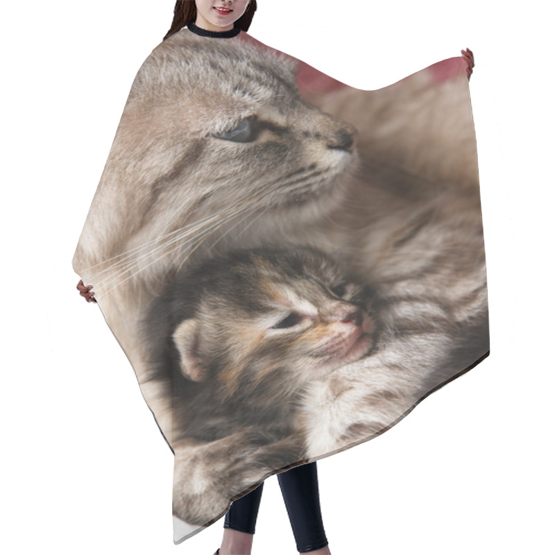 Personality  Cat And Her Kitten Hugs Hair Cutting Cape