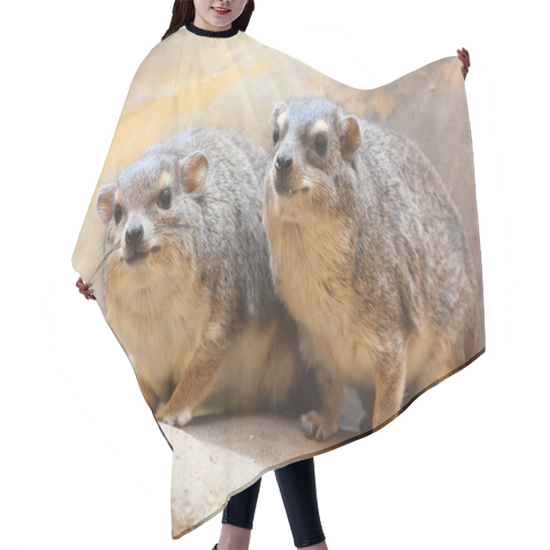 Personality  Portrait Of The Rock Hyrax Hair Cutting Cape