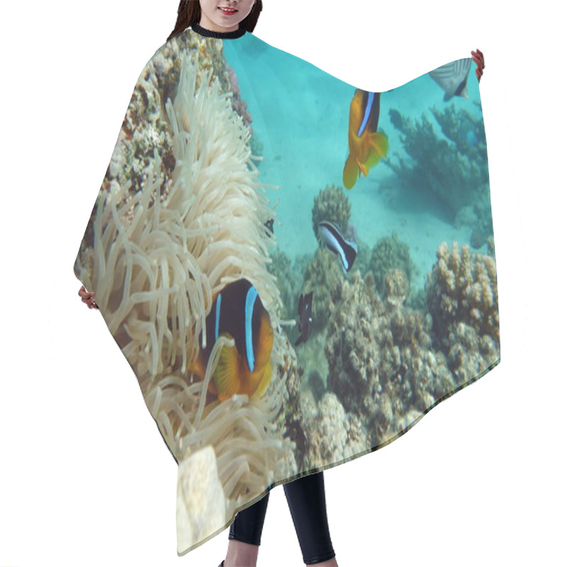 Personality  Clown Fish Amphiprion (Amphiprioninae). Red Sea Clown Fish. Hair Cutting Cape