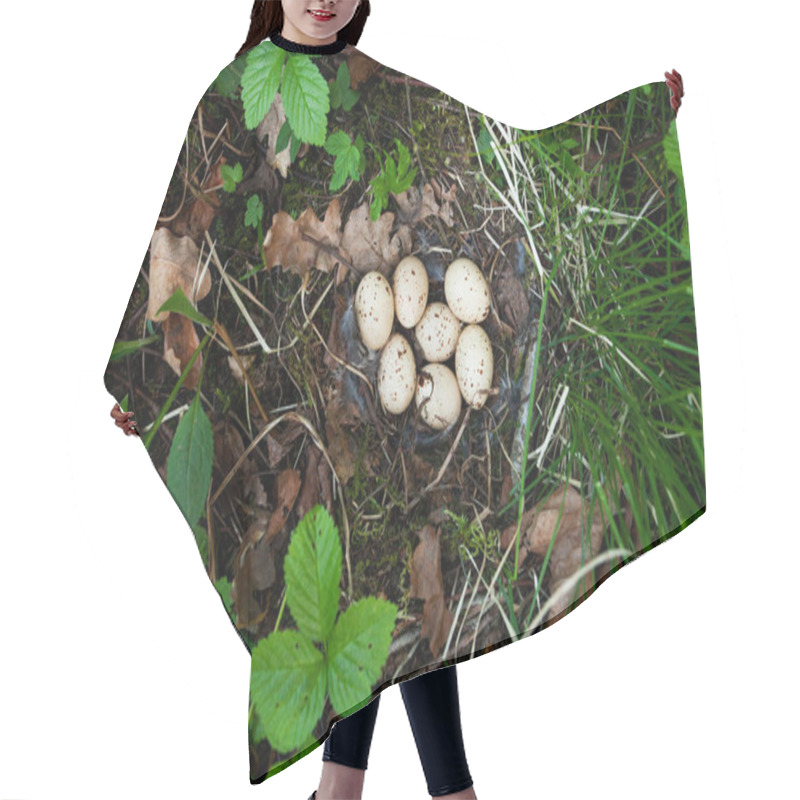 Personality  Hazel Grouse, Tetrastes Bonasia Nest With Seven Eggs In A Lush Boreal Forest During Spring Breeding Season In Estonia, Northern Europe. Hair Cutting Cape