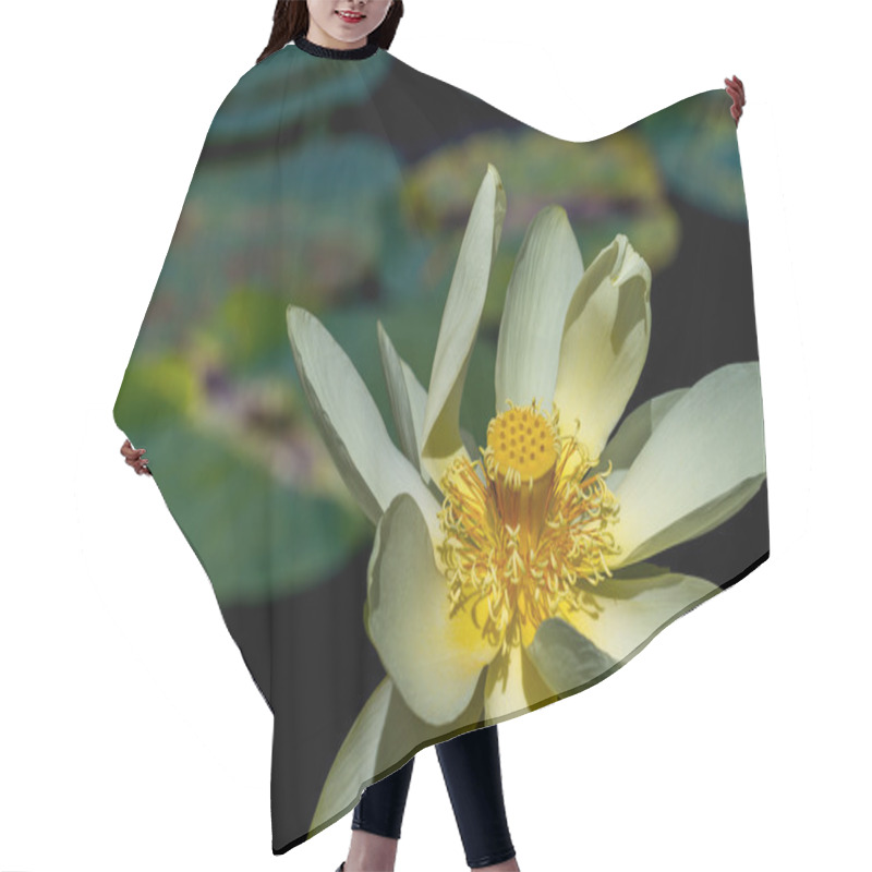 Personality  A Beautiful Yellow Lotus (also Known As Nelumbo Lutea, American Lotus, Water-chinquapin, Or Volee) Flower With Large Lily Pads. Hair Cutting Cape