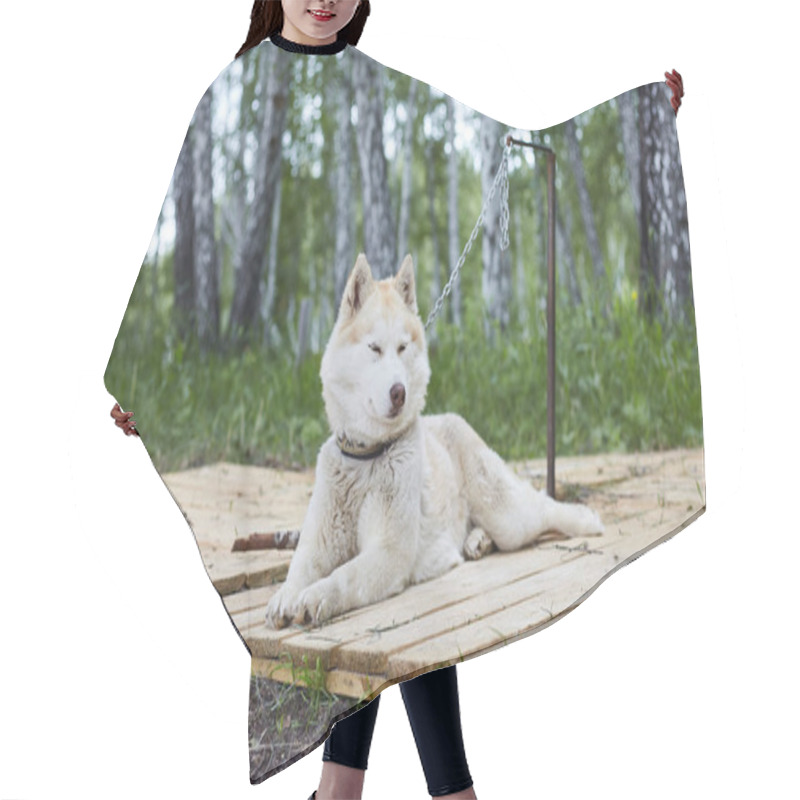 Personality  Dog Kennel With Siberian Husky. Hair Cutting Cape