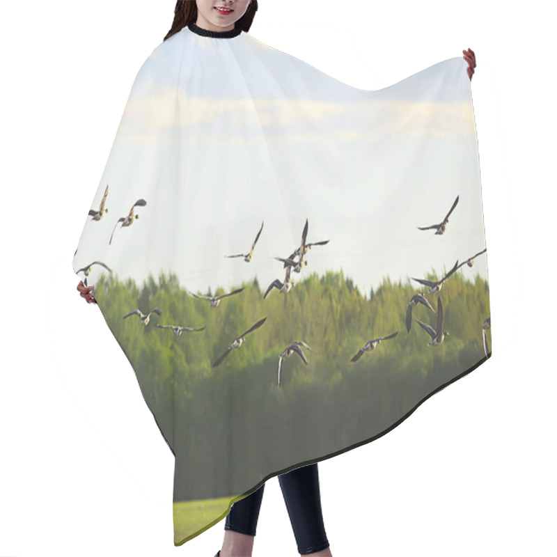 Personality  Geese Spring Migratory Birds In The Field, Spring Landscape Background Hair Cutting Cape