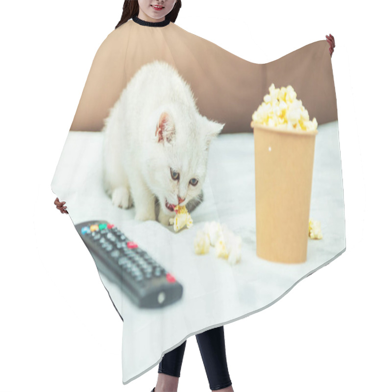 Personality  White British Kitten Lies On The Bed With A Remote Control And Popcorn. Classic Movie Viewing.  Hair Cutting Cape