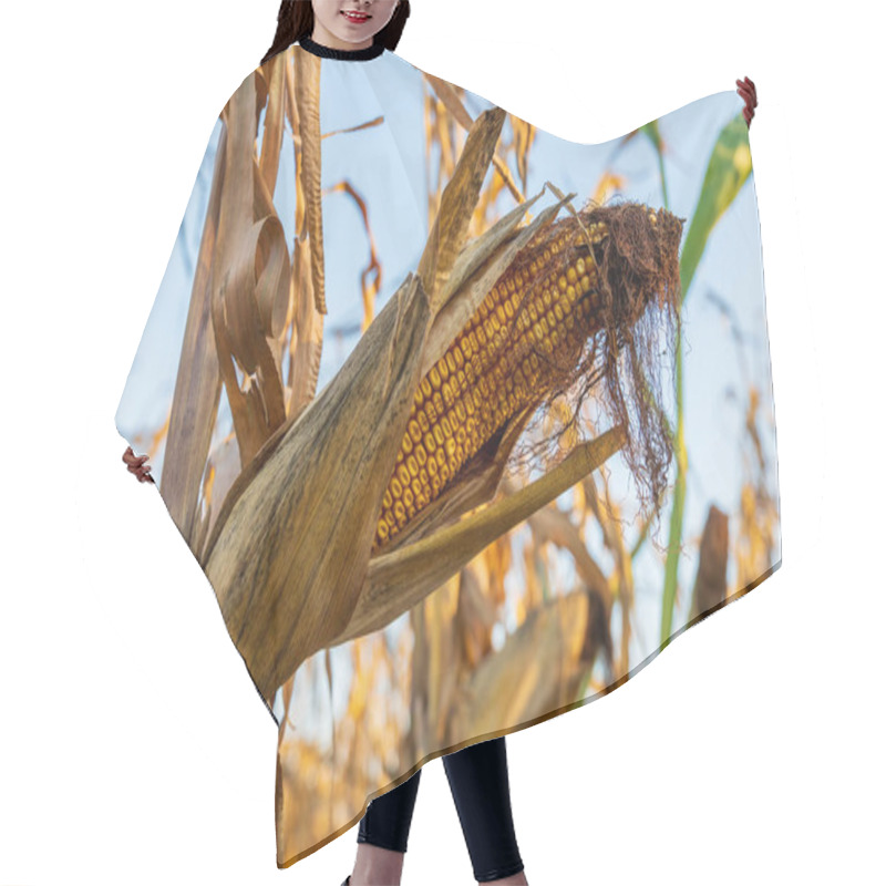 Personality  The Corn Plant Showcases A Mature Ear Filled With Golden Kernels, Surrounded By Dried Leaves Under Clear Blue Skies During The Fall Harvest Season In Farmland. Hair Cutting Cape