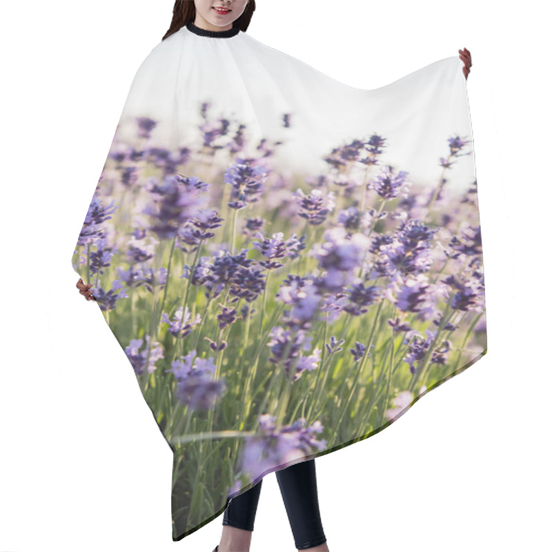 Personality  Close Up View Of Purple Lavender Flowers Blossoming In Field Hair Cutting Cape