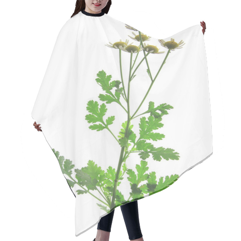 Personality  Feverfew Tanacetum Parthenium Hair Cutting Cape