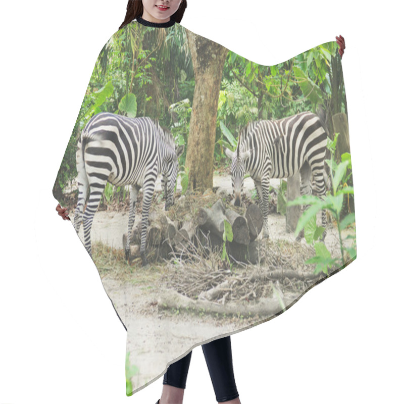 Personality  Two Young Zebra Eating Food Hair Cutting Cape