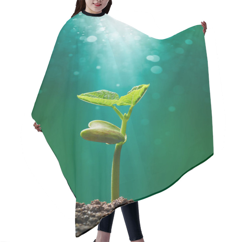 Personality  Sprout With Sunbeam Shining On It Hair Cutting Cape