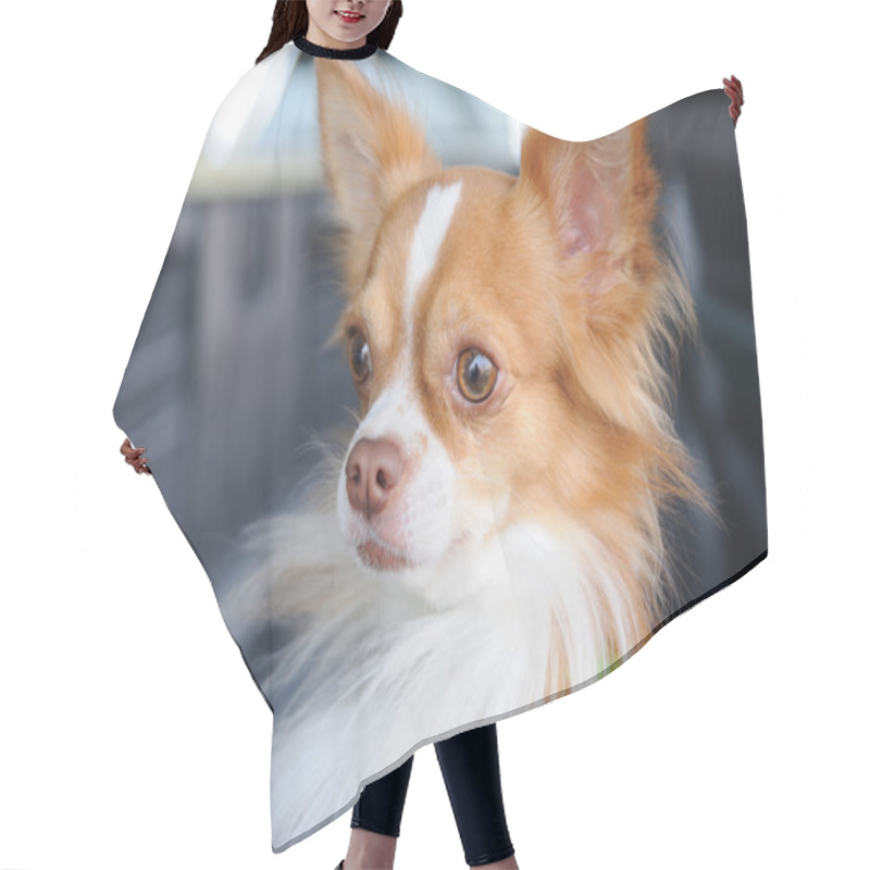 Personality  Cute Chihuahua Portrait Hair Cutting Cape