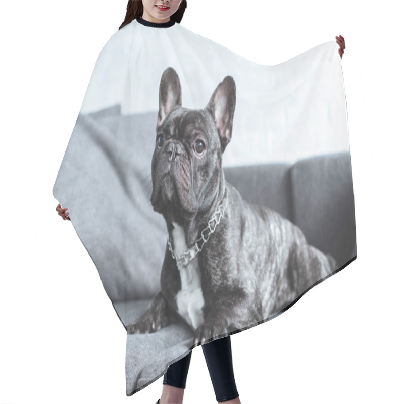 Personality  Cute French Bulldog Lying On Grey Sofa  Hair Cutting Cape