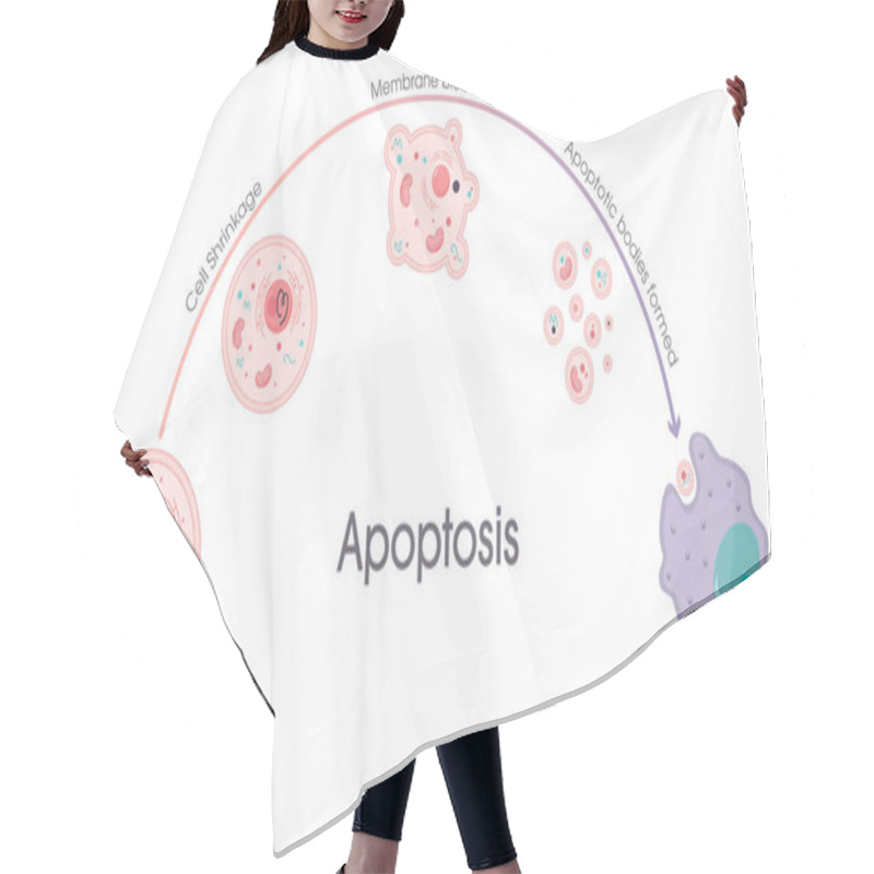 Personality  Apoptosis Programmed Cell Death Process Vector Graphic Hair Cutting Cape