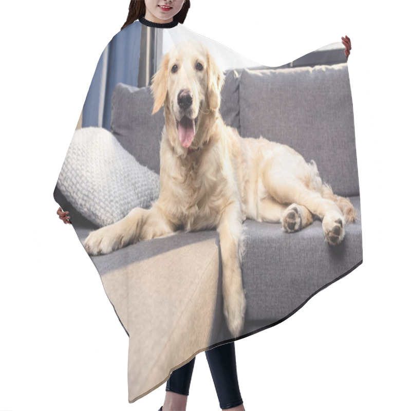 Personality  Golden Retriever Dog  Hair Cutting Cape