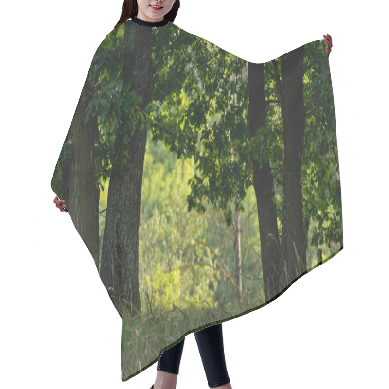 Personality  Green Grass And Tree Trunks In Autumnal Forest Hair Cutting Cape