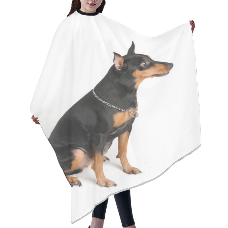 Personality  Well-bred Miniature Pinscher Hair Cutting Cape