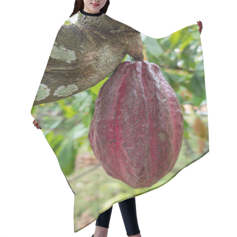 Personality  A Cocoa Tree With Raw Cocoa Bean Pods Hanging From The Branches. Hair Cutting Cape