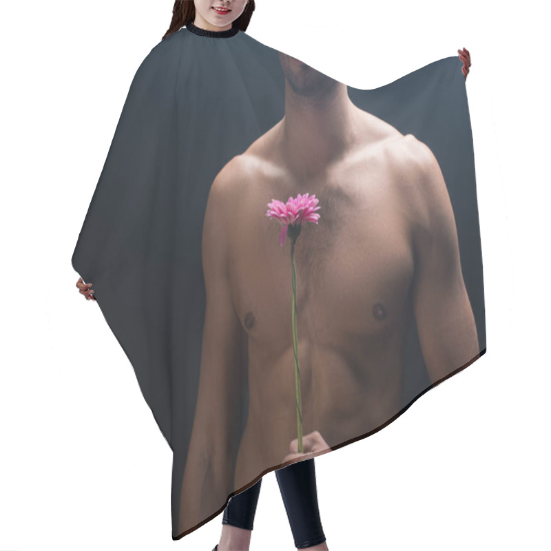 Personality  Cropped View Of Muscular Shirtless Man Holding Gerbera Isolated On Black Hair Cutting Cape