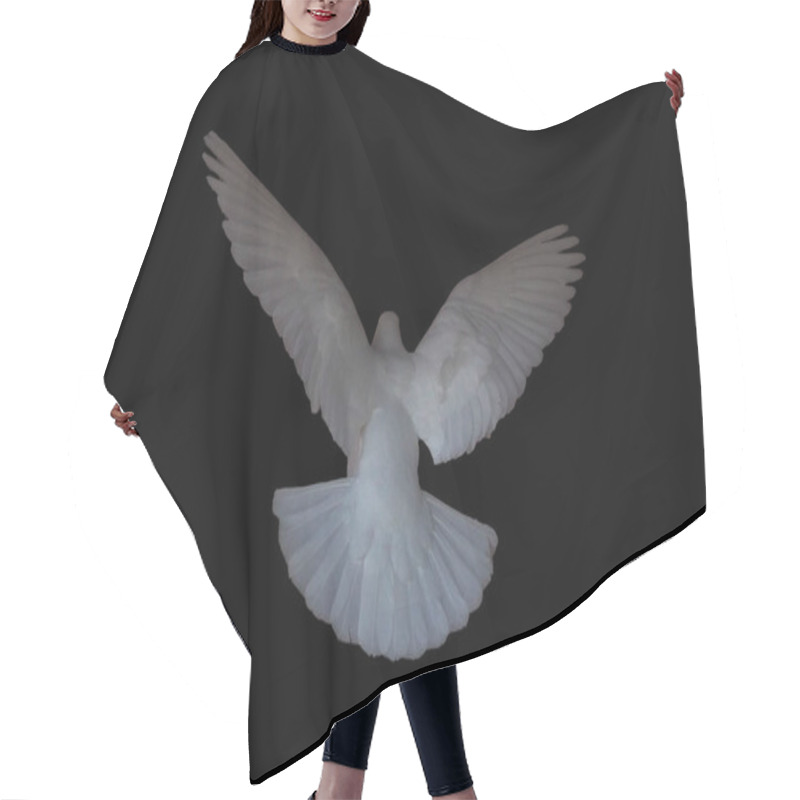 Personality  White Dove Is Flying Isolated At The Black Hair Cutting Cape