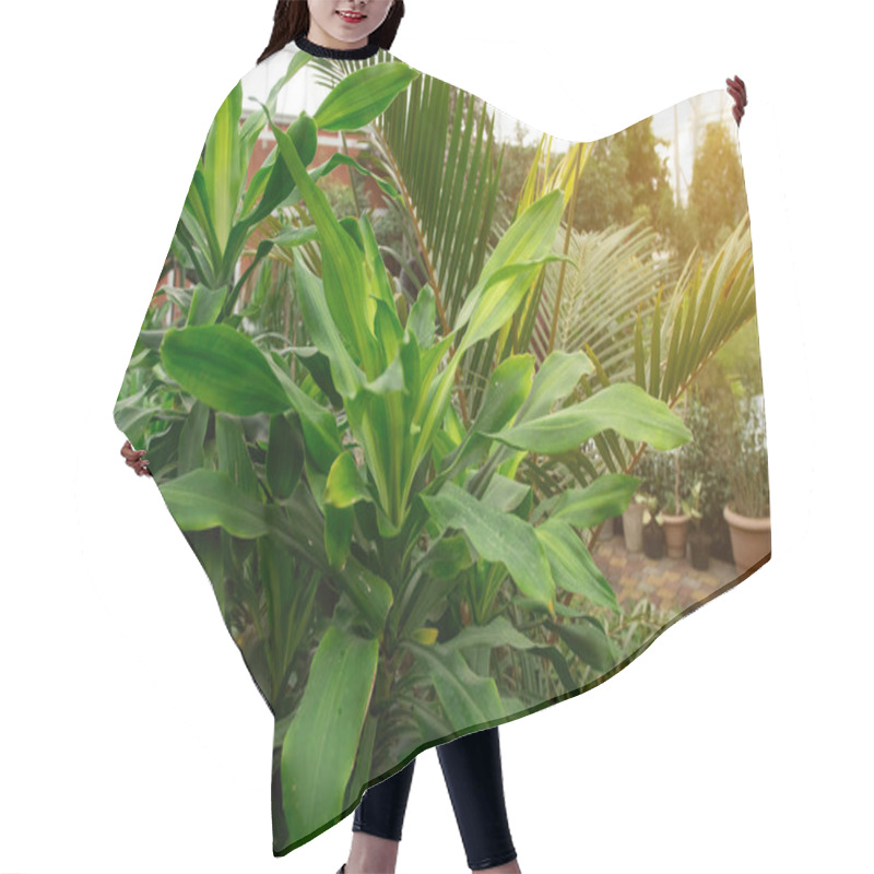 Personality  Lush Green Tropical Plants In A Sunlit Greenhouse, Showcasing Vibrant Foliage And A Serene Atmosphere. Perfect For Nature, Gardening, And Botanical Themes Hair Cutting Cape