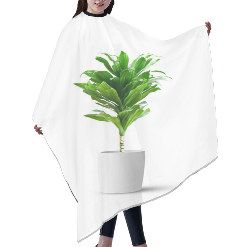 Personality  Home Potted Plant Isolated Over White Background Hair Cutting Cape