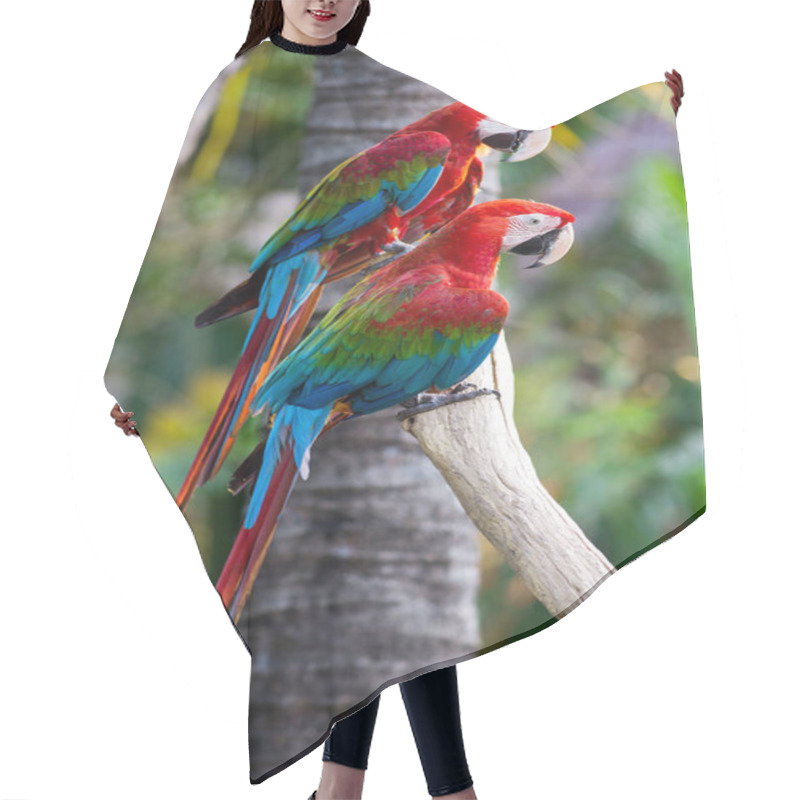 Personality  Portrait Of Macaw Birds In The Zoo Hair Cutting Cape