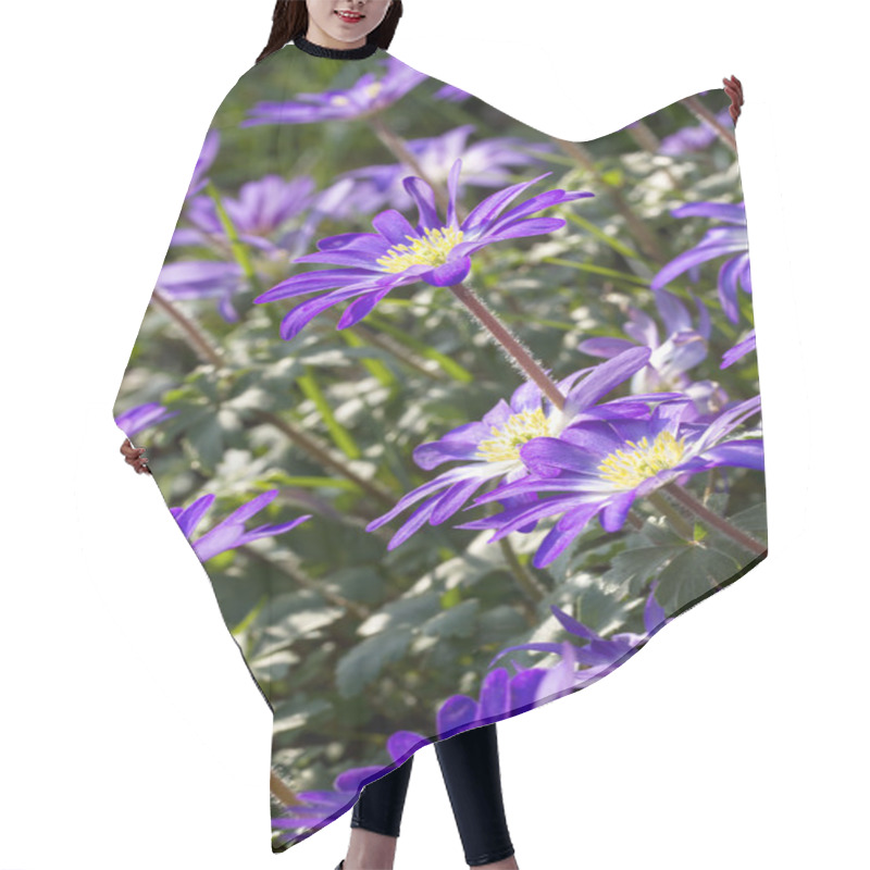 Personality  Anemone Blanda Flowers In The Garden Hair Cutting Cape