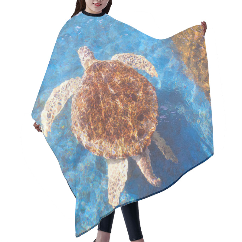 Personality  Big Olive Ridley Turtle Is Swimming Below The Sea Water Surface In A Large Pond At The Marine Aquatic Conservation Center, High Angle View With Copy Space Hair Cutting Cape