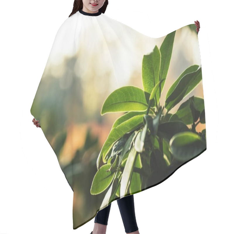 Personality  Green Leaves Hair Cutting Cape