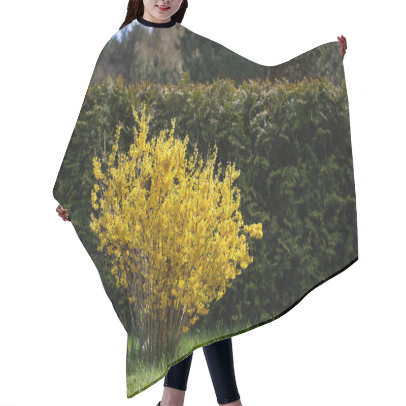 Personality  Bright Yellow Forsythia Bush In Full Bloom Against Lush Green Hedge. Vibrant Symbol Of Early Spring, Forsythia Brings Warmth And Energy To Gardens, Fresh Seasonal Beauty. Landscape With Golden Flowers Hair Cutting Cape