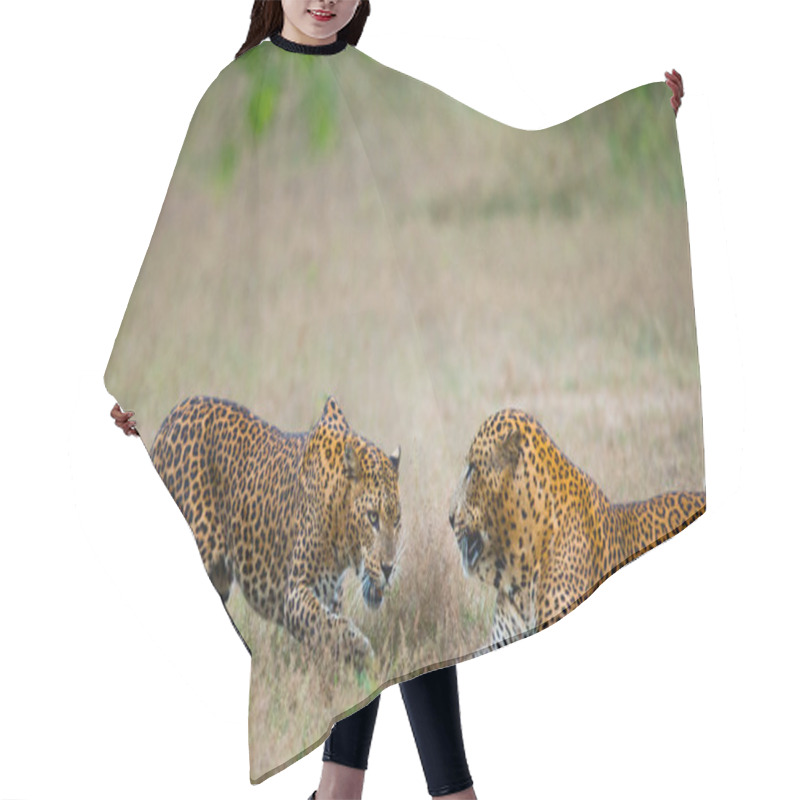 Personality  Pantheras Pardus Kotiya Hair Cutting Cape