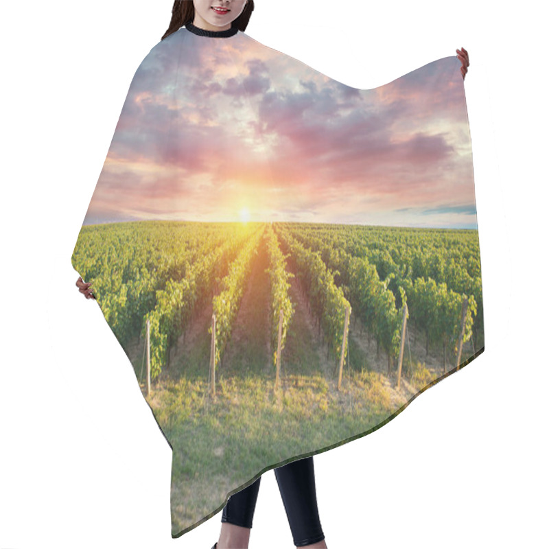 Personality  Extra Wide Panoramic Shot Of A Summer Vineyard Shot At Sunset. High Quality Photo Hair Cutting Cape