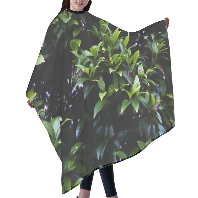 Personality  Lush Green Foliage Of Dense Shrub In Natural Sunlight. Hair Cutting Cape