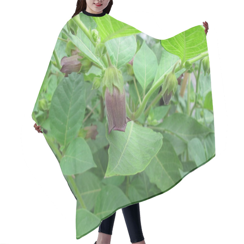 Personality  Flowering Belladonna, Atropa Belladonna Hair Cutting Cape