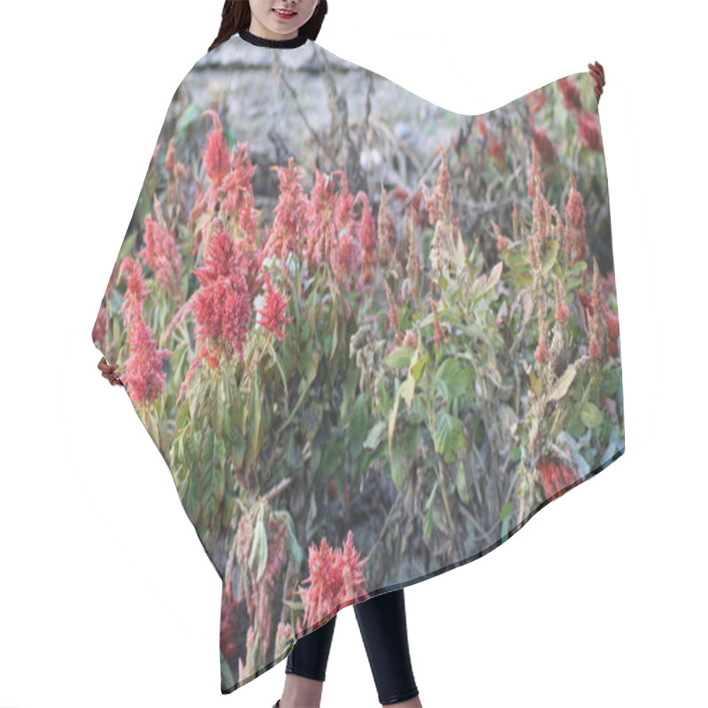 Personality  Bright Red Flowering Plants Stand Out Against A Backdrop Of Wilted Green Foliage, Showcasing The Contrast In Their Health And Vibrancy In The Garden. Hair Cutting Cape